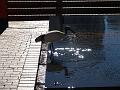 Storky bird in the fountain